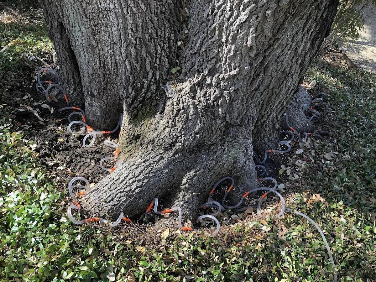 Detailed Tree Cabling and Bracing job site in Monmouth Beach