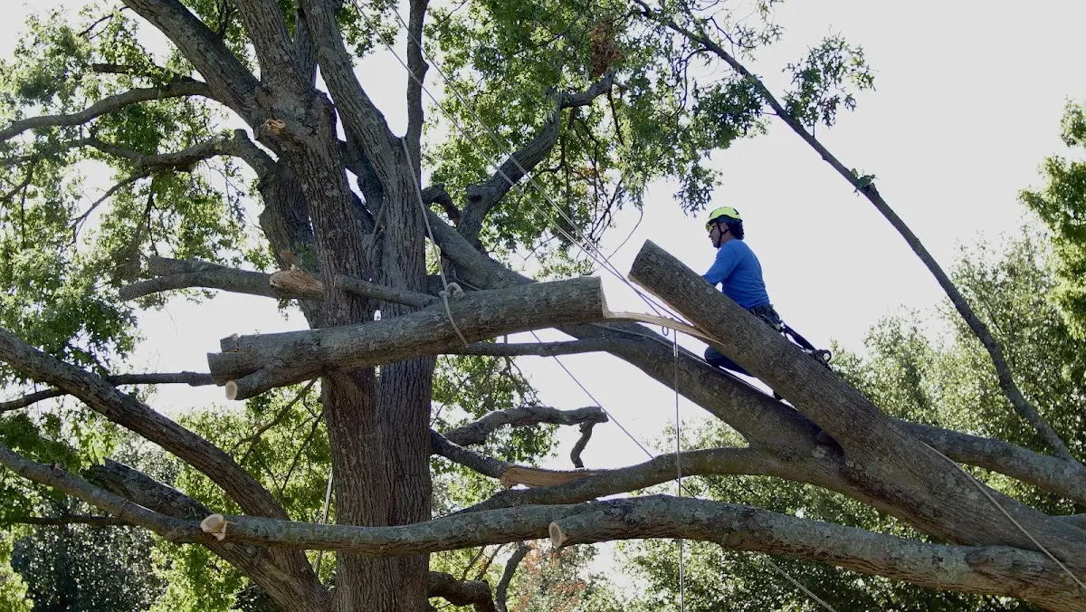 Professional Crown Thinning performed by certified arborists in Monmouth Beach