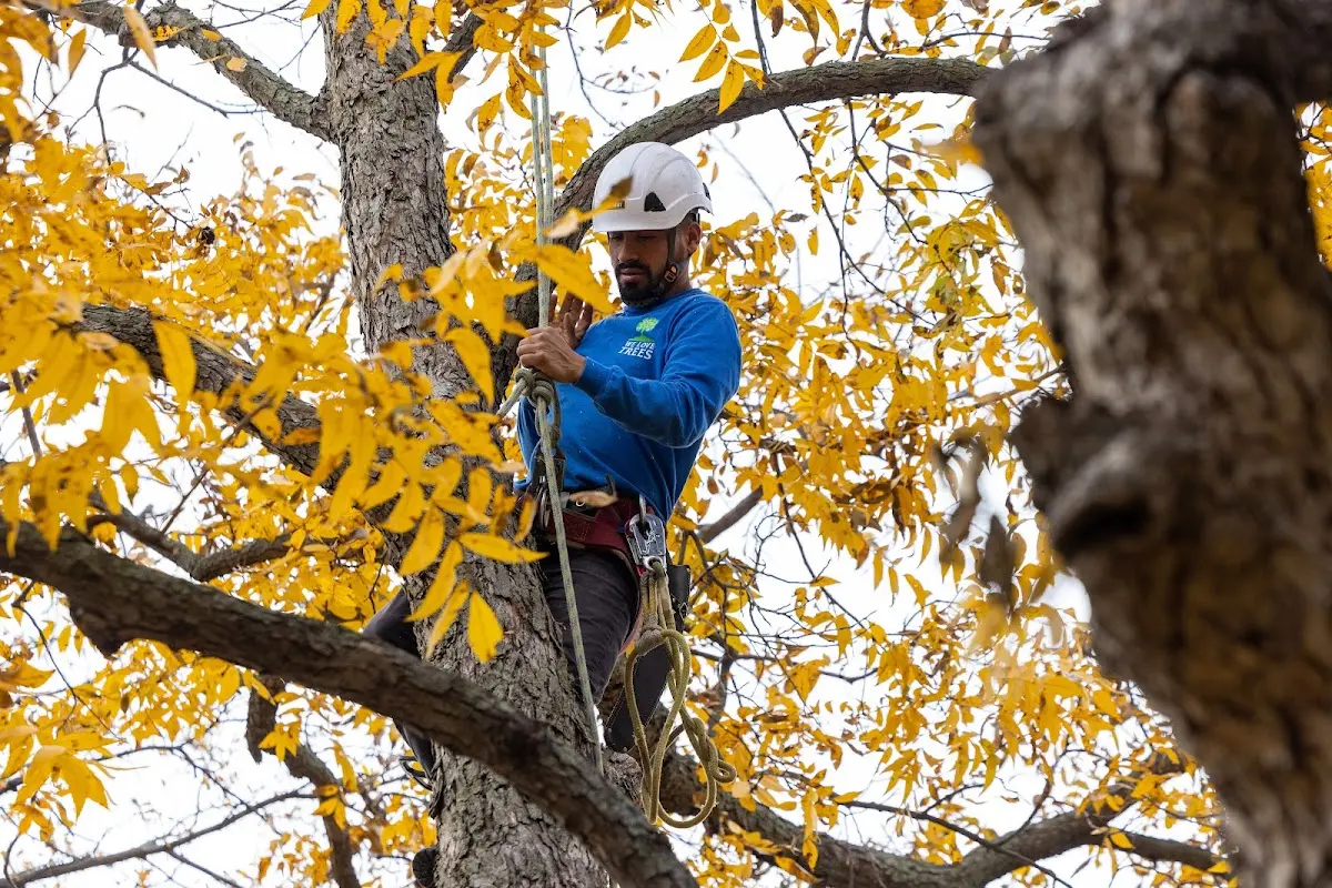 Skilled Tree Pruning crew working in Monmouth Beach